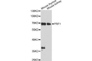 Western blot analysis of extracts of various cell lines, using PRF1 antibody (ABIN5970001) at 1/1000 dilution. (Perforin 1 anticorps)