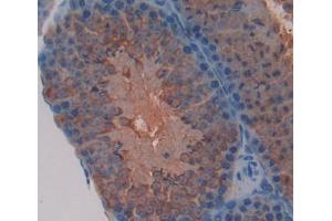 Used in DAB staining on fromalin fixed paraffin- embedded testis tissue (FVT1 anticorps  (AA 64-271))