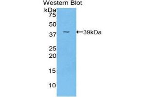 Western Blotting (WB) image for anti-Fibrinogen-Like 1 (FGL1) (AA 23-312) antibody (ABIN1175910) (FGL1 anticorps  (AA 23-312))