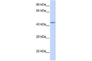 ZNF589 antibody used at 0. (ZNF589 anticorps  (Middle Region))