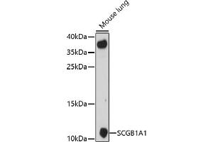 Western blot analysis of extracts of mouse lung, using SCGB1 antibody (6997) at 1:1000 dilution. (SCGB1A1 anticorps  (AA 22-91))