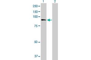 Western Blot analysis of ZNF624 expression in transfected 293T cell line by ZNF624 MaxPab polyclonal antibody. (ZNF624 anticorps  (AA 1-739))