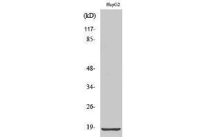 Western Blotting (WB) image for anti-Ribosomal Protein L12 (RPL12) (Internal Region) antibody (ABIN3186766)
