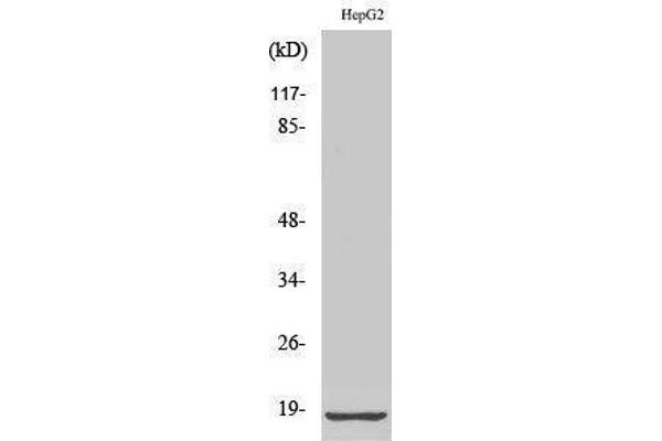 RPL12 anticorps  (Internal Region)