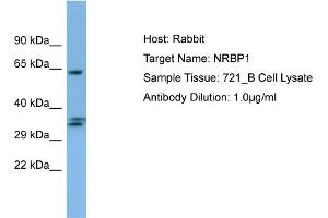 Host: Rabbit Target Name: NRBP1 Sample Type: 721_B Whole Cell lysates Antibody Dilution: 1. (NRBP1 anticorps  (C-Term))