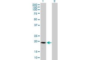 Western Blot analysis of GREM2 expression in transfected 293T cell line by GREM2 MaxPab polyclonal antibody. (GREM2 anticorps  (AA 1-168))