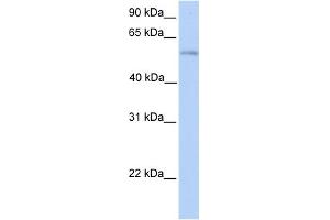 WB Suggested Anti-PLD3 Antibody Titration:  0. (PLD3 anticorps  (N-Term))