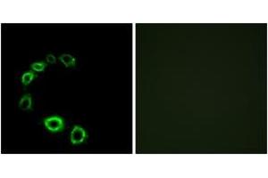 Immunofluorescence analysis of HeLa cells, using GPR175 Antibody. (GPR175 anticorps  (AA 271-320))