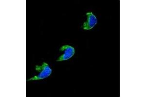 Confocal immunofluorescent analysis of CYP1A2 antibody with 293 cells followed by Alexa Fluor 488-conjugated goat anti-rabbit lgG (green).