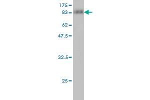 Western Blot detection against Immunogen (91.