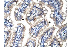 Image no. 2 for anti-Zinc Finger Protein 785 (ZNF785) (C-Term) antibody (ABIN6736189) (ZNF785 anticorps  (C-Term))