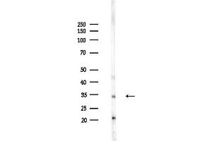 Western blot analysis of lysates from Mouse liver, using SLC25 Antibody at 1/1000 dilution.