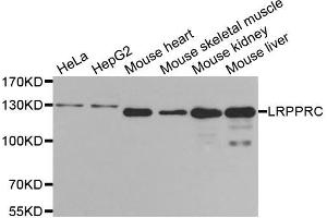 Western Blotting (WB) image for anti-Leucine-Rich PPR-Motif Containing (LRPPRC) antibody (ABIN1873567) (LRPPRC anticorps)