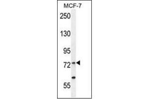 Western blot analysis of RARS Antibody (C-term) in MCF-7 cell line lysates (35ug/lane). (RARS anticorps  (C-Term))