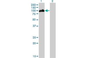 Western Blot analysis of HIPK4 expression in transfected 293T cell line by HIPK4 monoclonal antibody (M01), clone 2E8. (HIPK4 anticorps  (AA 519-616))