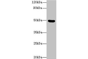 Western blot All lanes: C5orf22 antibody at 8 μg/mL + Mouse brain tissue Secondary Goat polyclonal to rabbit IgG at 1/10000 dilution Predicted band size: 50, 21, 19 kDa Observed band size: 50 kDa (C5ORF22 anticorps  (AA 101-420))