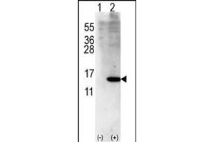 Western blot analysis of ISG15(arrow) using rabbit polyclonal ISG15 Antibody (Center R87) (ABIN387985 and ABIN2844986). (ISG15 anticorps  (AA 72-99))