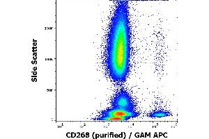 Flow cytometry surface staining pattern of human peripheral whole blood stained using anti-human CD268 (11C1) purified antibody (concentration in sample 0,6 μg/mL, GAM APC). (TNFRSF13C anticorps)