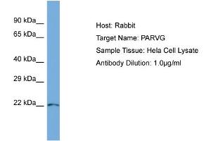 Host: Rabbit Target Name: PARVG Sample Type: Hela Whole Cell lysates Antibody Dilution: 1. (PARVG anticorps  (N-Term))