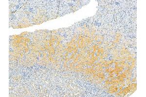 ABIN6264259 and ABIN6273065 at 1/100 staining Rat kidney tissue by IHC-P.