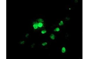 Anti-UBE2E3 mouse monoclonal antibody (ABIN2455772) immunofluorescent staining of COS7 cells transiently transfected by pCMV6-ENTRY UBE2E3 (RC210328). (UBE2E3 anticorps)