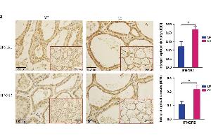 Expression of IFNGRs in cow mammary glands. (RTN4RL2 anticorps  (AA 241-337))