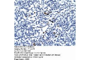 Human Spleen (TAL1 anticorps  (Middle Region))