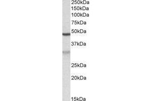 Western Blotting (WB) image for anti-MOB Kinase Activator 2 (MOB2) (Internal Region) antibody (ABIN2464909) (MOB2 anticorps  (Internal Region))