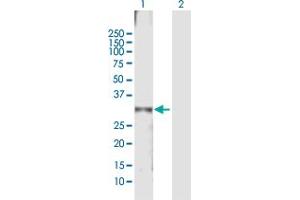 Western Blot analysis of KCTD4 expression in transfected 293T cell line by KCTD4 MaxPab polyclonal antibody. (KCTD4 anticorps  (AA 1-259))