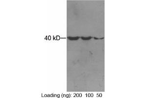 Loading: Purified maltose binding proteinPrimary antibody: 1 µg/mL Mouse Anti-MBP-tag Monoclonal Antibody (ABIN398421) Secondary antibody: Goat Anti-Mouse IgG (H&L) [HRP] Polyclonal Antibody (ABIN398387, 1: 3,000) The signal was developed by ECL. (MBP Tag anticorps)