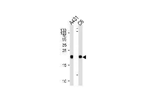 NRAS Antibody (N-term) (ABIN1882272 and ABIN2838450) western blot analysis in A431 and rat C6 cell line lysates (35 μg/lane). (GTPase NRas anticorps  (N-Term))