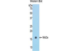 Western blot analysis of the recombinant protein. (MGEA5 anticorps  (AA 679-808))