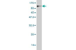Western Blot detection against Immunogen (85.
