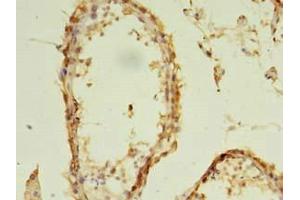 Immunohistochemistry of paraffin-embedded human testis tissue using ABIN7152293 at dilution of 1:100 (EXOSC5 anticorps  (AA 1-235))