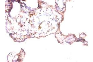 Immunohistochemistry of paraffin-embedded human placenta tissue using ABIN7144088 at dilution of 1:50 (Angiopoietin 1 anticorps  (AA 16-498))