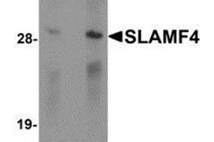 Western blot analysis of SLAMF4 in Daudi cell lysate with SLAMF4 antibody at (left) 1 and (right) 2 μg/ml. (2B4 anticorps  (C-Term))