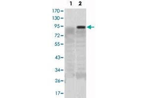 Western blot analysis using KLF4 monoclonal antibody, clone 1E6  against HEK293 (1) and KLF4-hIgGFc transfected HEK293 (2) cell lysate. (KLF4 anticorps)