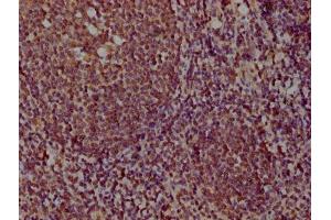 IHC image of ABIN7164680 diluted at 1:100 and staining in paraffin-embedded human tonsil tissue performed on a Leica BondTM system. (PDCD1LG2 anticorps  (AA 21-118))