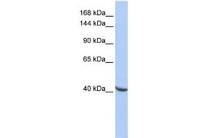 WB Suggested Anti-POGZ Antibody Titration:  0. (POGZ anticorps  (Middle Region))