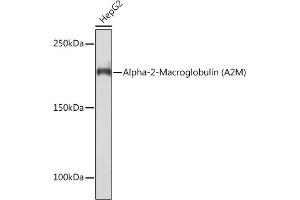 Western blot analysis of extracts of HepG2 cells, using Alpha-2-Macroglobulin (Alpha-2-Macroglobulin (M)) Rabbit mAb (ABIN7265558) at 1:1000 dilution. (alpha 2 Macroglobulin anticorps)