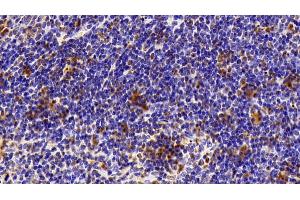 Detection of HMGB1 in Mouse Spleen Tissue using Polyclonal Antibody to High Mobility Group Protein 1 (HMGB1) (HMGB1 anticorps  (AA 1-215))