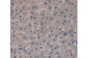 IHC-P analysis of Mouse Tissue, with DAB staining. (EPO anticorps  (AA 82-192))