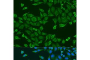Immunofluorescence analysis of U2OS cells using RPS27A Polyclonal Antibody at dilution of 1:100.