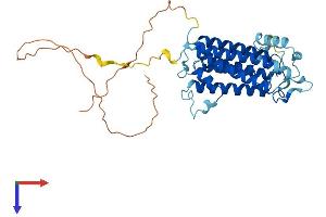 AlphaFold protein structure predicition of Human Recombinant SGMS2 Protein, UniprotID Q8NHU3