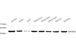 Western blot analysis of PPP2R3C (ABIN7075280) at dilution of 1: 1000 (PPP2R3C anticorps)