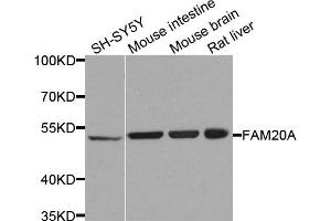 Western blot analysis of extracts of various cells, using FAM20A antibody. (FAM20A anticorps)