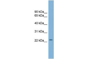 WB Suggested Anti-GRPEL1 Antibody Titration:  0. (GRPEL1 anticorps  (N-Term))
