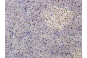 Immunoperoxidase of monoclonal antibody to FOXA2 on formalin-fixed paraffin-embedded human pancreas. (FOXA2 anticorps  (AA 363-457))