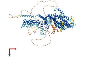 AlphaFold protein structure predicition of Mouse Recombinant Trpc5 Protein, UniprotID Q9QX29