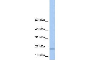 LOC284009 antibody used at 1 ug/ml to detect target protein. (LOC284009 anticorps  (N-Term))